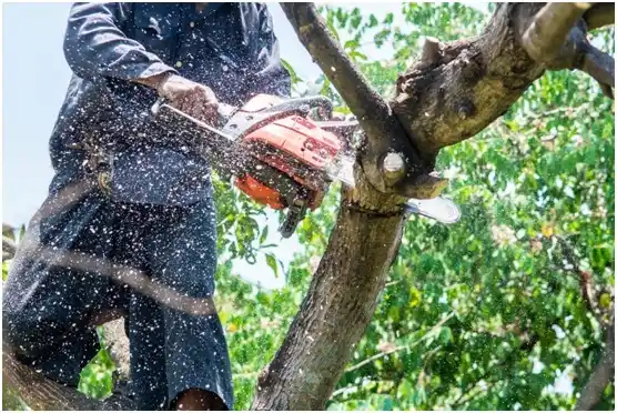 tree services Gettysburg